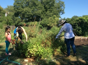 community-garden